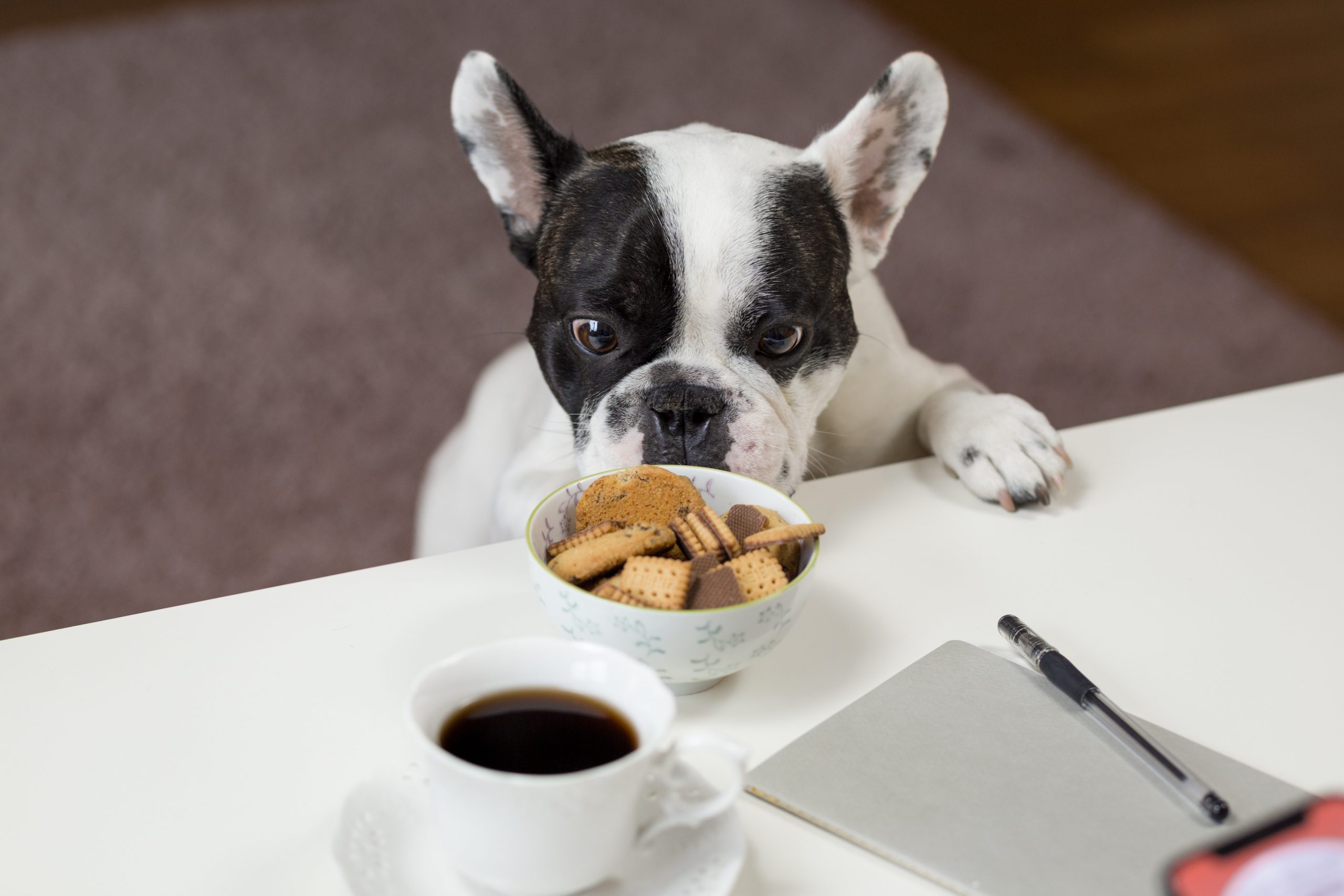 Table Foods Bad For Dogs