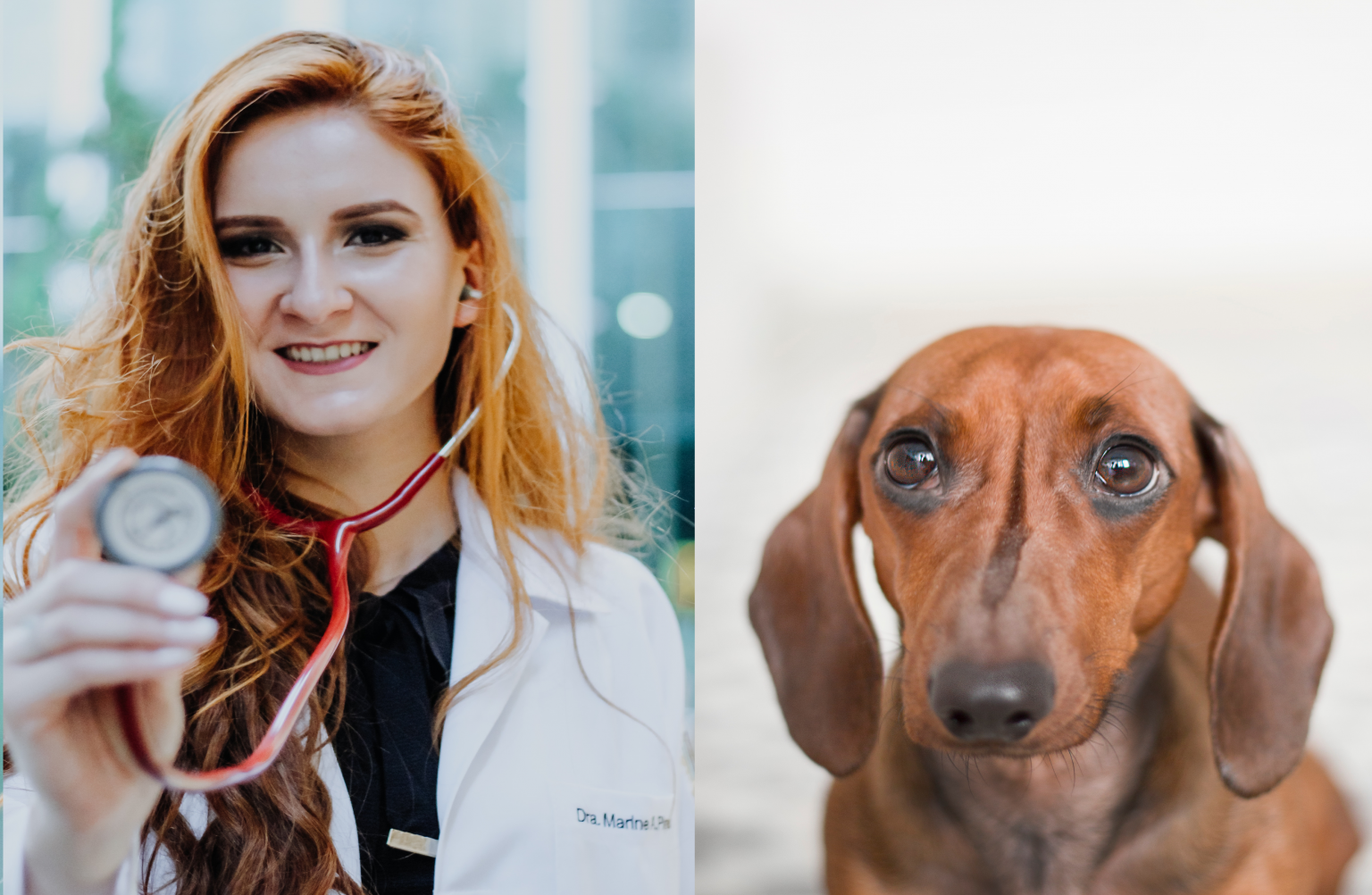 What To Expect At A Vet Visit Love Pet Save