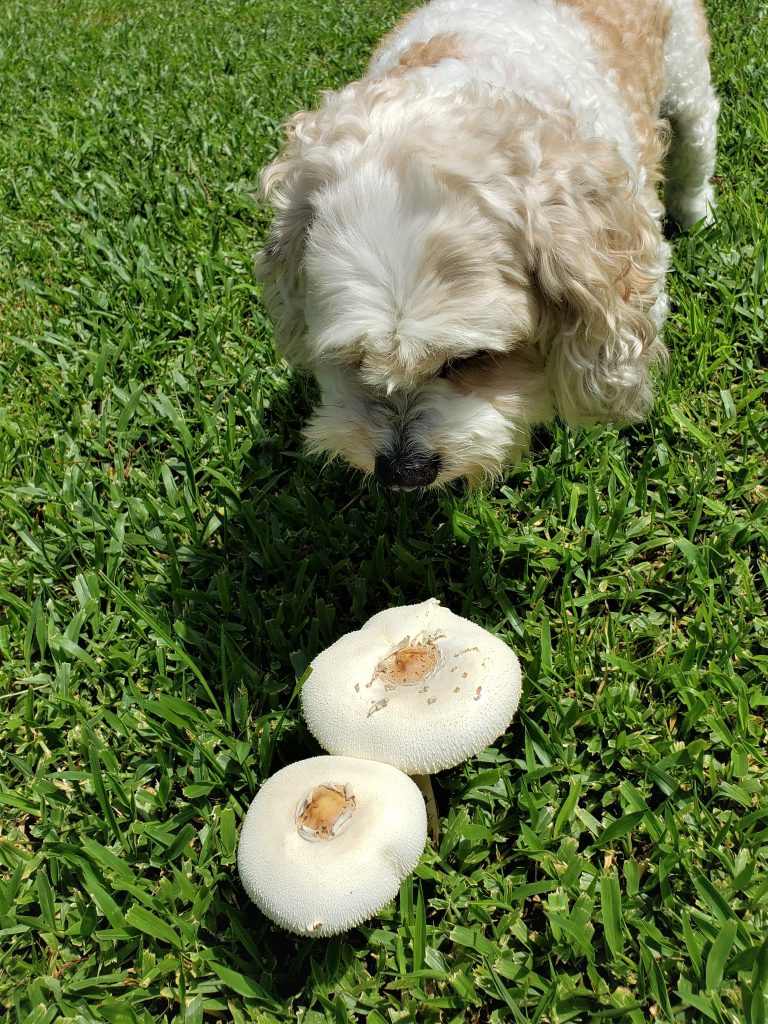 Dog Mushrooms
