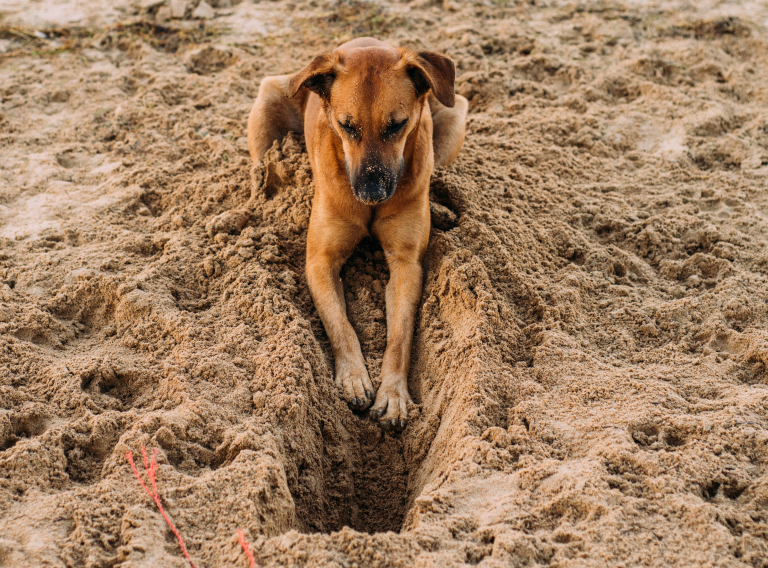 Why Do Dogs Dig? Love Pet Save